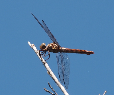 [A dragonfly holds a bare tree branch which is over my head so mostly the underside of the dragonfly is visible. Its color is greyish red.]